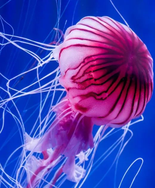 A pink jellyfish in blue water, shown in split-screen VR view